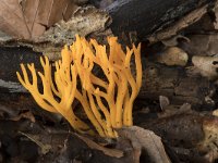 Calocera viscosa 41, Kleverige koraalzwam, Saxifraga-Willem van Kruijsbergen