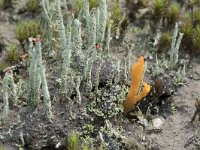 Calocera viscosa 42, Kleverige koraalzwam, Saxifraga-Willem van Kruijsbergen