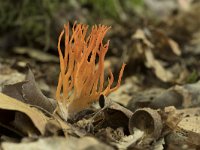 Calocera viscosa 43, Kleverige koraalzwam, Saxifraga-Willem van Kruijsbergen