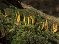 Calocera viscosa 44, Kleverig koraalzwammetje, Saxifraga-Willem van Kruijsbergen