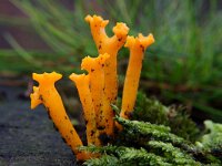 Calocera viscosa 7, Kleverig koraalzwammetje, Saxifraga-Henk Groenewoud