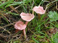 Calocybe carnea 1, Roze pronkridder, Saxifraga-Peter Meininger