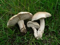 Calocybe gambosa