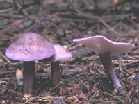 Calocybe ionides, Violet Domecap