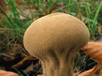 Calvatia excipuliformis, Pestle Puffball