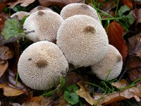 Calvatia excipuliformis 2, Plooivoetstuifzwam, Saxifraga-Peter Meininger