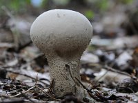 Calvatia excipuliformis 5, Plooivoetstuifzwam, Saxifraga-Luuk Vermeer