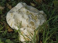 Calvatia gigantea 2, Reuzenbovist, Saxifraga-Jan van der Straaten