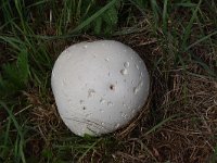 Calvatia gigantea 4, Reuzenbovist, Saxifraga-Luuk Vermeer