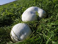 Calvatia gigantea 7, Reuzenbovist, Saxifraga-Luuk Vermeer