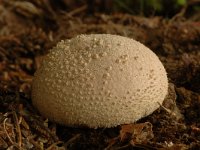 Calvatia utriformis