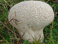 Calvatia utriformis 2, Ruitjesbovist, Saxifraga-Lucien Rommelaars