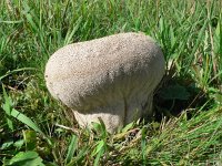 Calvatia utriformis 3, Ruitjesbovist, Saxifraga-Jan Willem Jongepier