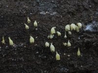 Calyptella capula 1, Brandnetelklokje, Saxifraga-Willem van Kruijsbergen