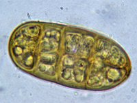 Camarographium stephensii 2, Micro, Saxifraga-Lucien Rommelaars