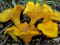 Cantharellus cibarius