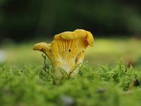 Cantharellus cibarius 11, Hanenkam, Saxifraga-Luuk Vermeer