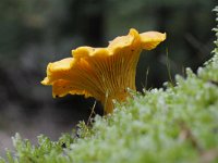 Cantharellus cibarius 12, Hanenkam, Saxifraga-Luuk Vermeer