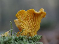 Cantharellus cibarius 13, Hanenkam, Saxifraga-Luuk Vermeer