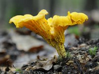 Cantharellus cibarius 15, Hanenkam, Saxifraga-Luuk Vermeer