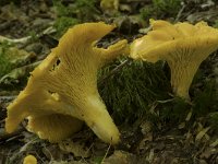 Cantharellus cibarius 16, Hanenkam, Saxifraga-Willem van Kruijsbergen