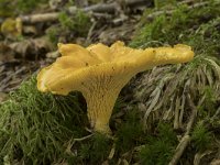 Cantharellus cibarius 17, Hanenkam, Saxifraga-Willem van Kruijsbergen