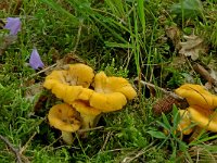 Cantharellus cibarius 2, Hanenkam, Saxifraga-Lucien Rommelaars