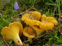 Cantharellus cibarius 3, Hanenkam, Saxifraga-Lucien Rommelaars