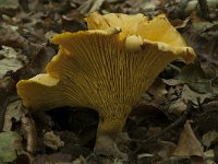 Cantharellus cibarius 4, Hanenkam, Saxifraga-Willem van Kruijsbergen