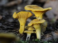 Cantharellus cibarius 7, Hanenkam, Saxifraga-Luuk Vermeer