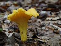 Cantharellus cibarius 8, Hanenkam, Saxifraga-Luuk Vermeer