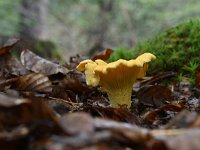 Cantharellus cibarius 9, Hanenkam, Saxifraga-Luuk Vermeer