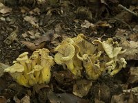 Cantharellus melanoxeros 1, Zwartwordende cantharel, Saxifraga-Willem van Kruijsbergen