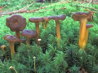 Cantharellus tubeaformis, Trumpet Chanterelle