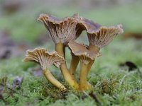 Cantharellus tubaeformis 10, Trechtercantharel, Saxifraga-Luuk Vermeer