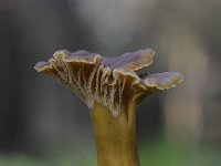 Cantharellus tubaeformis 11, Trechtercantharel, Saxifraga-Luuk Vermeer