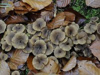 Cantharellus tubaeformis 13, Trechtercantharel, Saxifraga-Luuk Vermeer