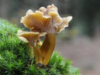 Cantharellus tubaeformis 14, Trechtercantharel, Saxifraga-Luuk Vermeer