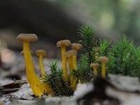 Cantharellus tubaeformis 23, Trechtercantharel, Saxifraga-Luuk Vermeer