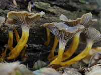 Cantharellus tubaeformis 25, Trechtercantharel, Saxifraga-Luuk Vermeer