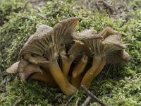 Cantharellus tubaeformis 27, Trechtercantharel, Saxifraga-Willem van Kruijsbergen