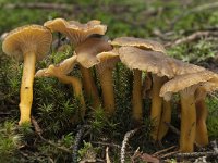 Cantharellus tubaeformis 7, Trechtercantharel, Saxifraga-Willem van Kruijsbergen