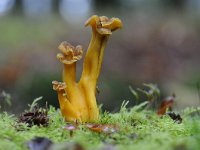 Cantharellus tubaeformis 8, Trechtercantharel, Saxifraga-Luuk Vermeer