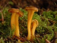 Cantharellus tubeaformis var lutescens 5, Trechtercantharel, Saxifraga-Marijke Verhagen