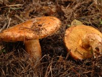 Chalciporus piperatus, Peppery Bolete