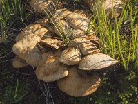 Chalciporus piperatus 2, Peperboleet, Saxifraga-Jan van der Straaten