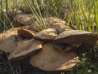 Chalciporus piperatus 3, Peperboleet, Saxifraga-Jan van der Straaten