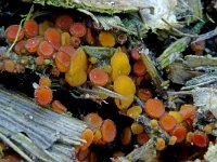 Cheilymenia rubra 5, Rood borstelbekertje, Saxifraga-Lucien Rommelaars