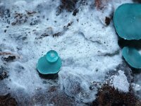 Chlorociboria aeruginascens 17, Gewone kopergroene bekerzwam, Saxifraga-Foto Fitis-Sytske Dijksen