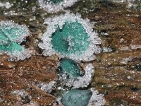 Chlorociboria aeruginascens 18, Gewone kopergroene bekerzwam, Saxifraga-Foto Fitis-Sytske Dijksen